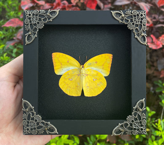 Framed Butterfly Wall Hanging Decor Preserved Butterflies Insect Specimen Entomology Gift K12-43-DE