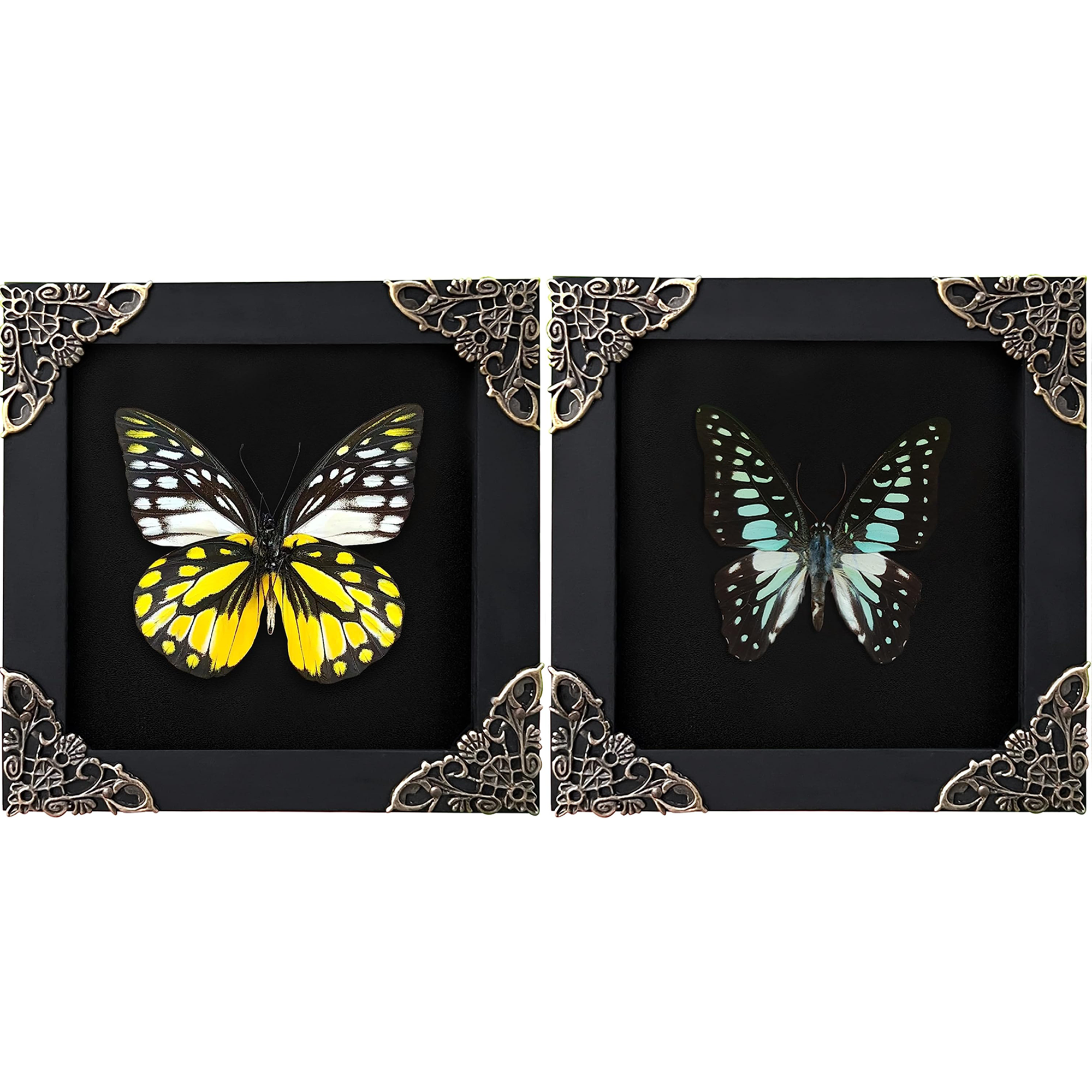 2 Real Butterflies Frames Dead Insect Dried Bug Shadow Box Wood Oddity Framed Taxidermy Collectables Specimen Decoration Reading Tabletop Wall Art Home Decor Living Gallery