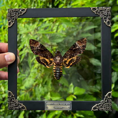 Gothic Decor Real Death Head Moth Acherontia Framed Dark Skull Moth Taxidermy