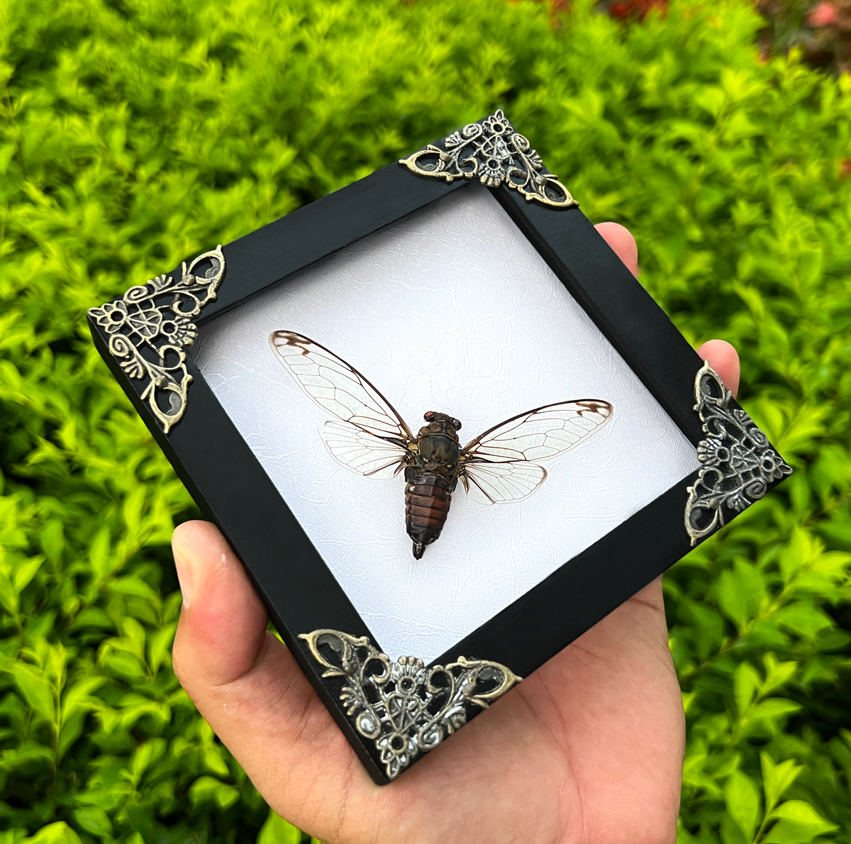 Real Framed Cicadas Shadow Box White Frame Home Decor K12-78-KINH