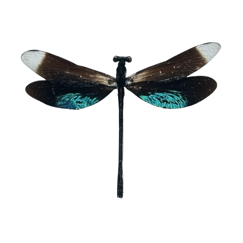 Metallic Black Green Dragonfly Specimen, Real Pinned Dried Insect Taxidermy, Entomology Specimen, Bug Art Collection