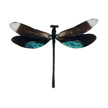 Metallic Black Green Dragonfly Specimen, Real Pinned Dried Insect Taxidermy, Entomology Specimen, Bug Art Collection