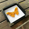 Real Framed Orange Butterfly Moth Insect White Shadow Box K18-32-TR