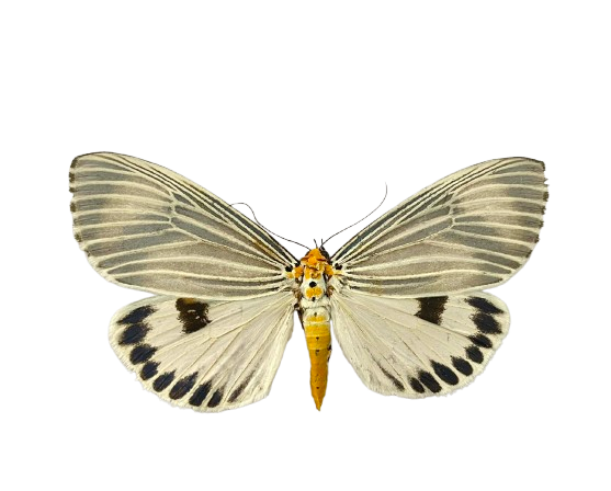 Real Moth Specimen, Erebid Moth Taxidermy Open wings, Insect Entomology Display, Decor