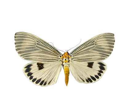 Real Moth Specimen, Erebid Moth Taxidermy Open wings, Insect Entomology Display, Decor