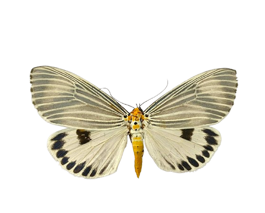 Real Moth Specimen, Erebid Moth Taxidermy Open wings, Insect Entomology Display, Decor