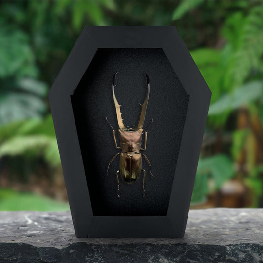 Real Stag Beetle in Coffin Shadow Box, Insect Taxidermy, Gothic Wall Decor, Oddities Curiosities