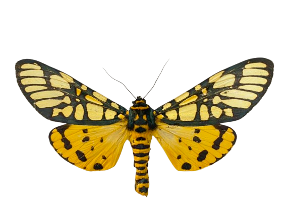 Real Yellow Tiger Moth Specimen, Moth Taxidermy Open wings, Insect Entomology Display, Decor