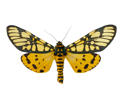 Real Yellow Tiger Moth Specimen, Moth Taxidermy Open wings, Insect Entomology Display, Decor