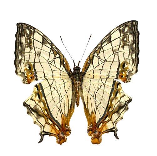 Real Butterfly Specimen, Map Butterfly Taxidermy Open wings, Insect Entomology Display, Décor