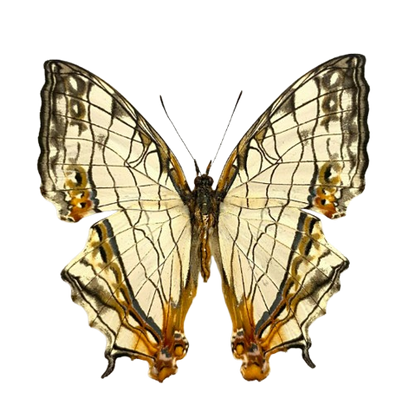 Real Butterfly Specimen, Map Butterfly Taxidermy Open wings, Insect Entomology Display, Décor