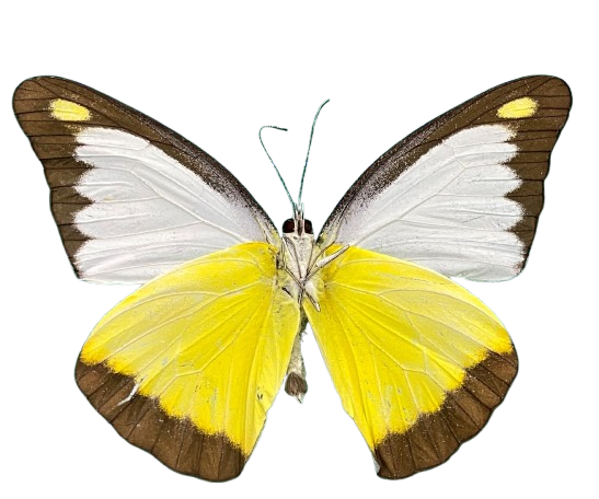 Real Yellow Butterfly Taxidermy, Chocolate Albatross, 4pcs Dried Specimen Spread Wings, Real Insect Entomology Display