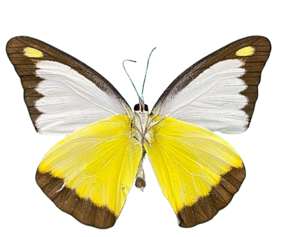 Real Yellow Butterfly Taxidermy, Chocolate Albatross, 4pcs Dried Specimen Spread Wings, Real Insect Entomology Display