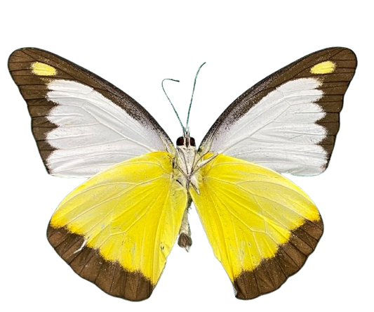 Real Yellow Butterfly Taxidermy, Chocolate Albatross, 4pcs Dried Specimen Spread Wings, Real Insect Entomology Display