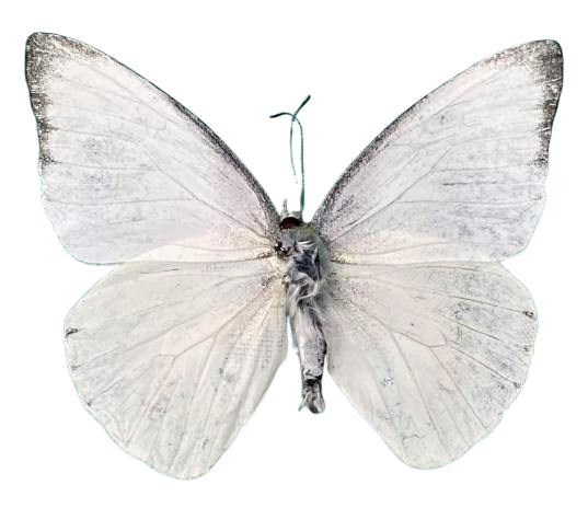 Real White Butterfly Taxidermy, Appias Albina, 4pcs Dried Specimen Spread Wings, Real Insect Entomology Display