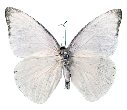 Real White Butterfly Taxidermy, Appias Albina, 4pcs Dried Specimen Spread Wings, Real Insect Entomology Display