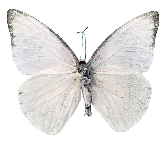 Real White Butterfly Taxidermy, Appias Albina, 4pcs Dried Specimen Spread Wings, Real Insect Entomology Display