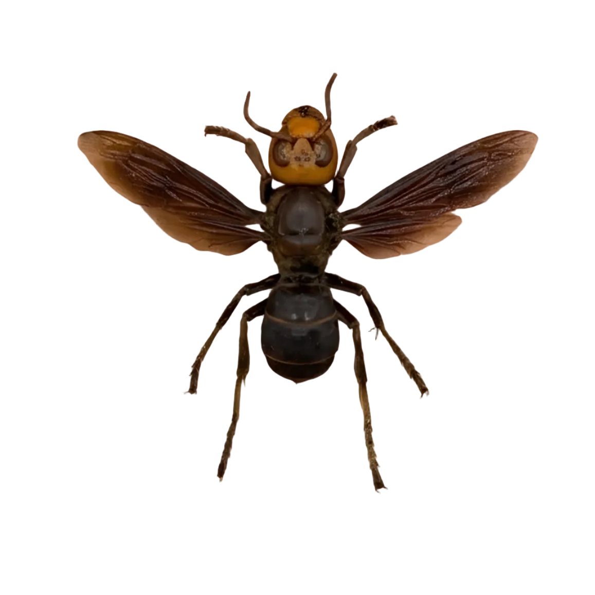Asian Giant Hornet Vespa mandarinia Specimen
