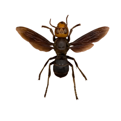 Asian Giant Hornet Vespa mandarinia Specimen