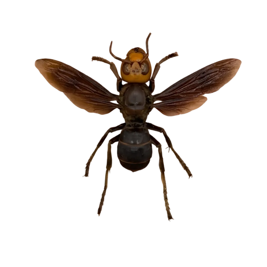 Asian Giant Hornet Vespa mandarinia Specimen