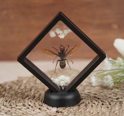Entomology Decor Butterfly Art Frame Insect