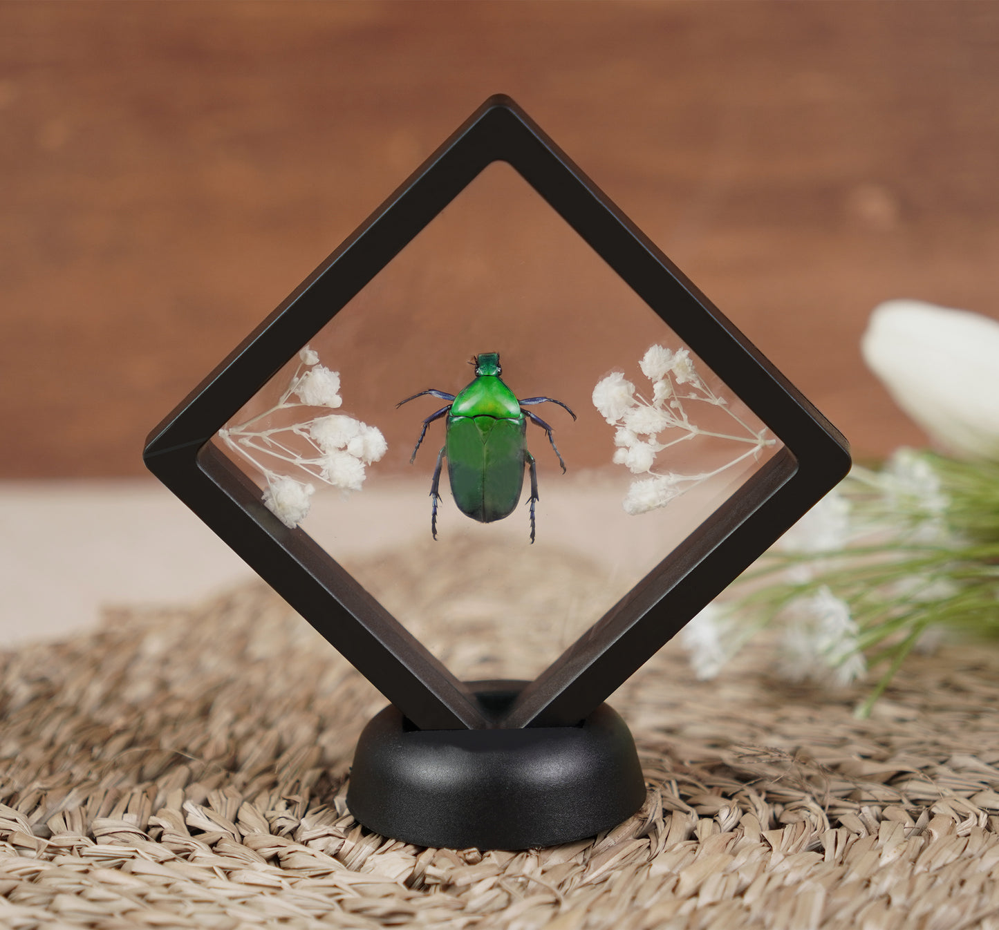 Entomology Decor Butterfly Art Frame Insect