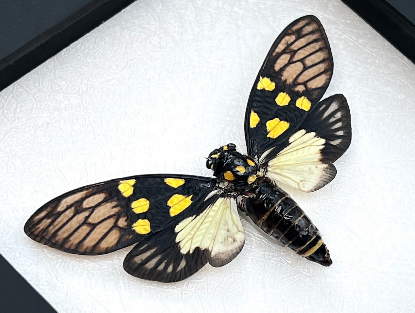 Real Butterfly Cicada Specimen, Insect Bug Taxidermy Open wings, Insect Entomology Display