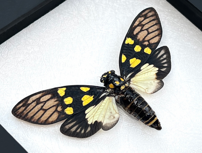 Real Butterfly Cicada Specimen, Insect Bug Taxidermy Open wings, Insect Entomology Display