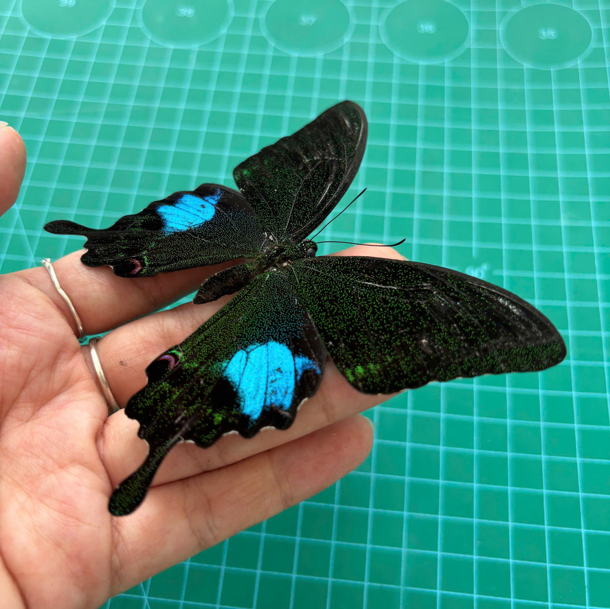 Real Butterfly Taxidermy, Papilio Paris, Dried Specimen Spread Wings, Real Insect Entomology Display