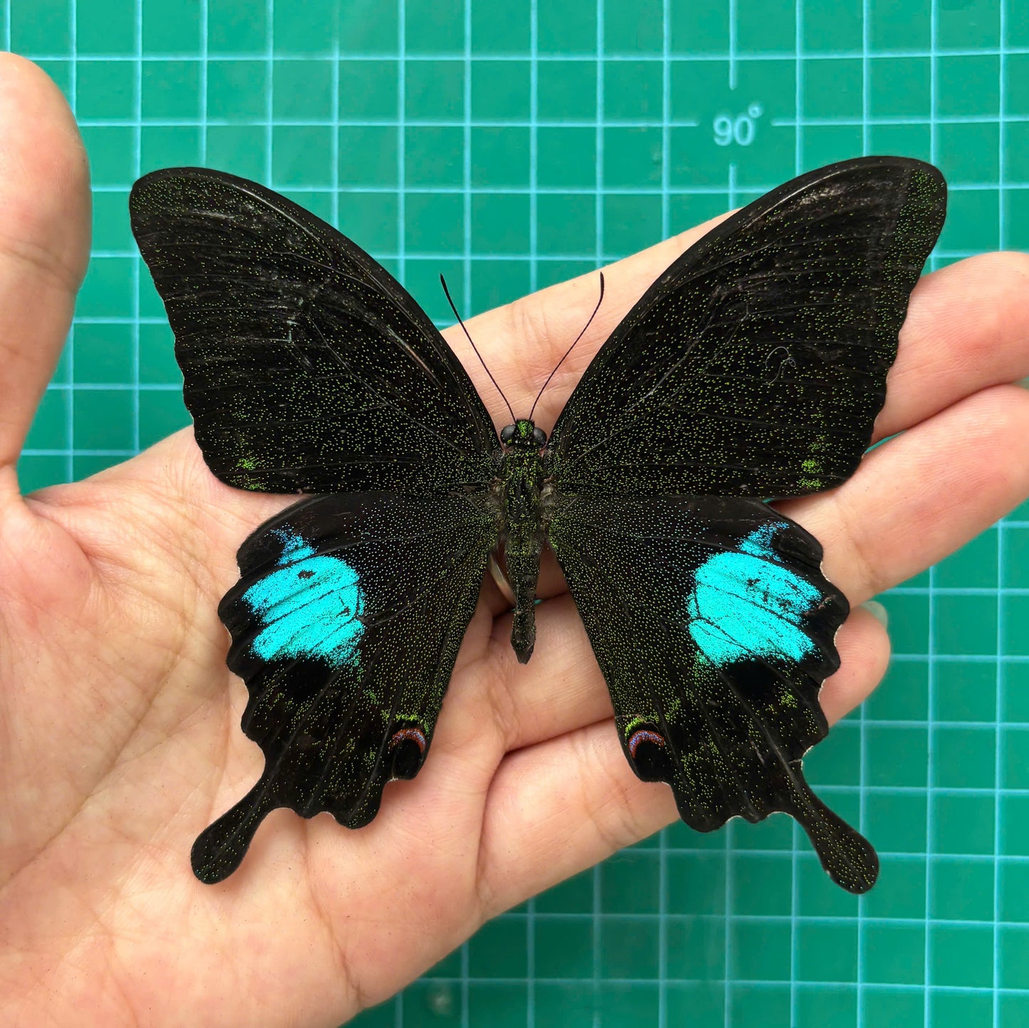 Real Butterfly Taxidermy, Papilio Paris, Dried Specimen Spread Wings, Real Insect Entomology Display