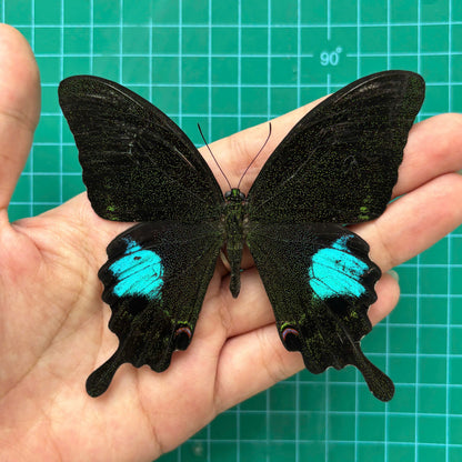 Real Butterfly Taxidermy, Papilio Paris, Dried Specimen Spread Wings, Real Insect Entomology Display