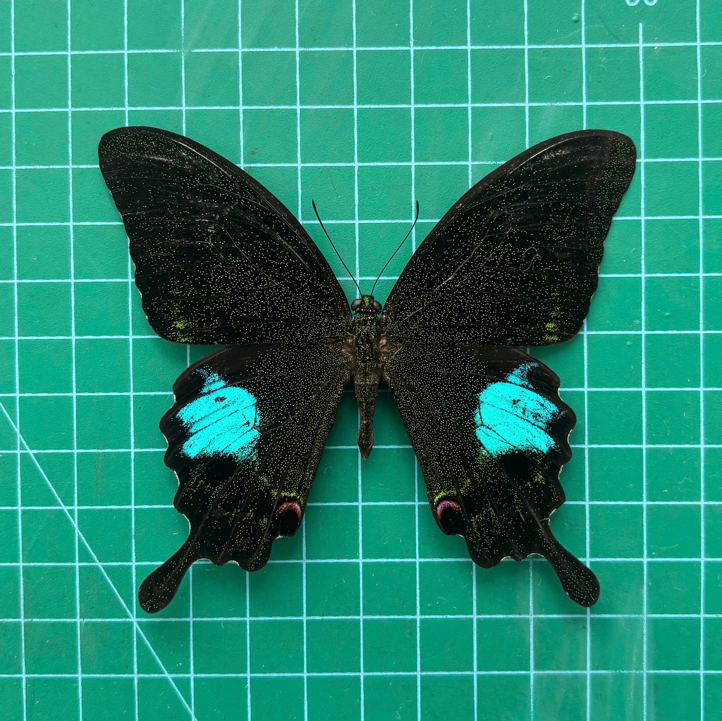 Real Butterfly Taxidermy, Papilio Paris, Dried Specimen Spread Wings, Real Insect Entomology Display