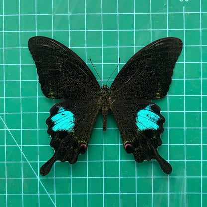 Real Butterfly Taxidermy, Papilio Paris, Dried Specimen Spread Wings, Real Insect Entomology Display
