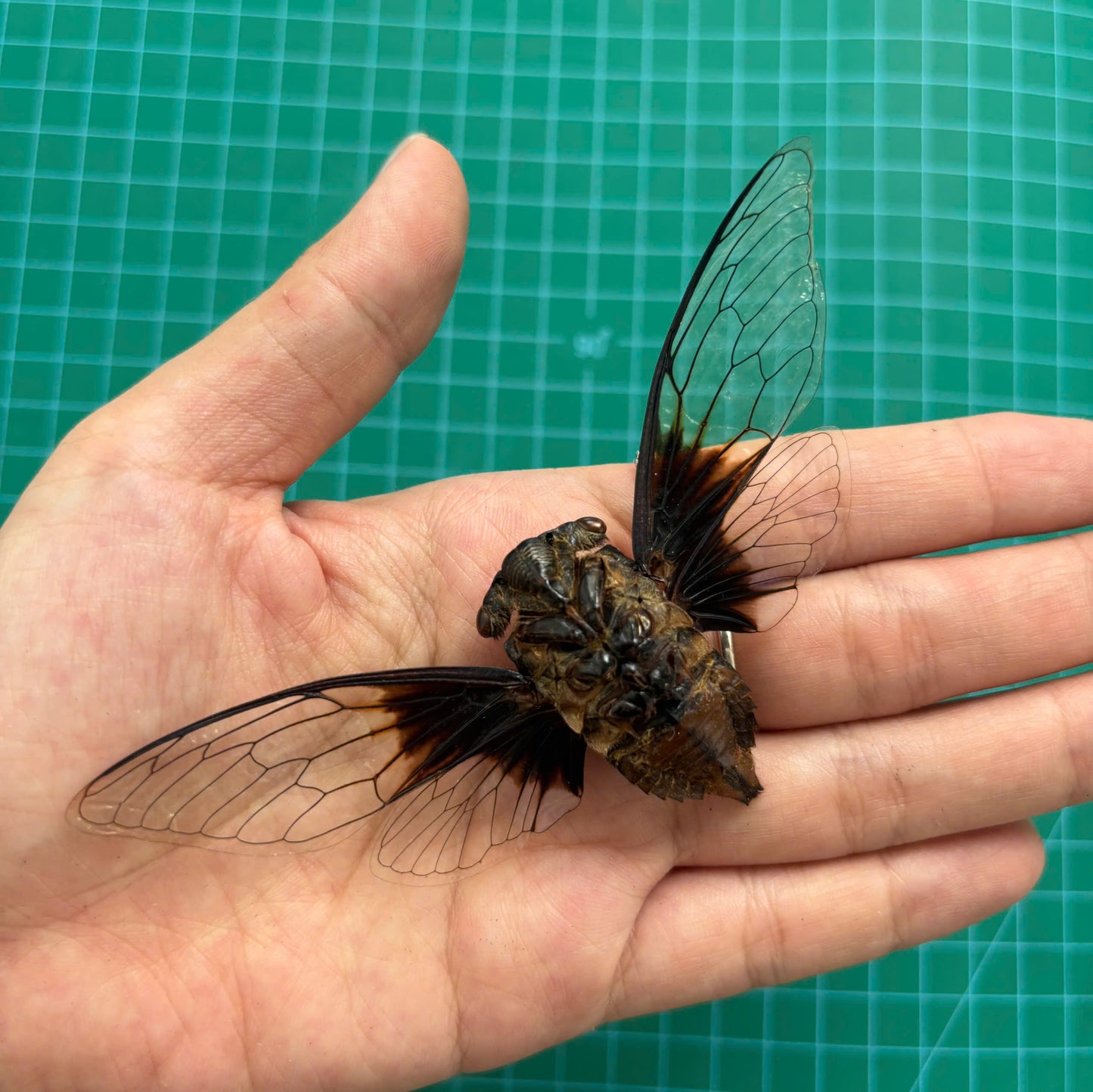 Large Cicada Specimen, Clear Wings, Insect Bug Taxidermy Open wings, Insect Entomology Display