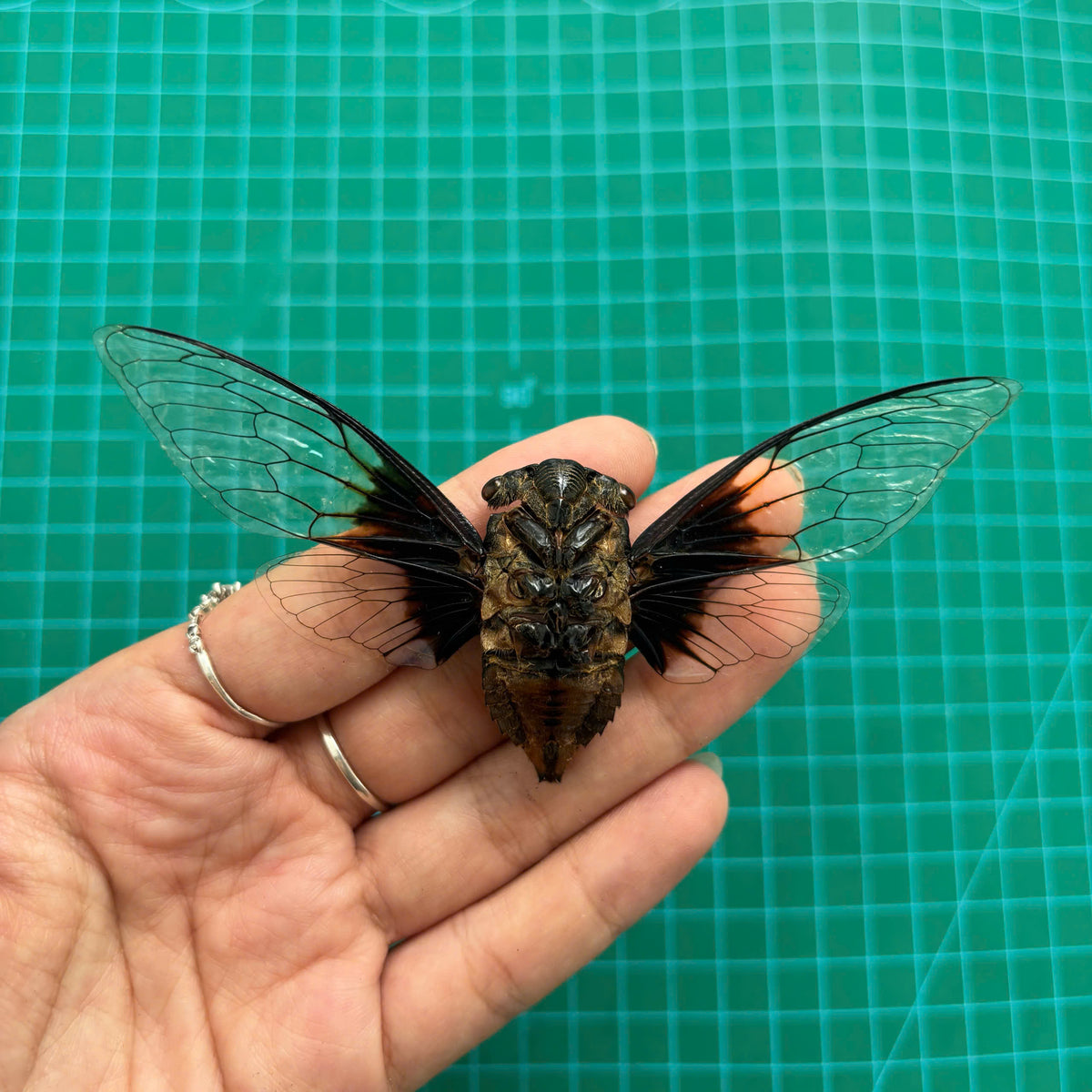 Large Cicada Specimen, Clear Wings, Insect Bug Taxidermy Open wings, Insect Entomology Display