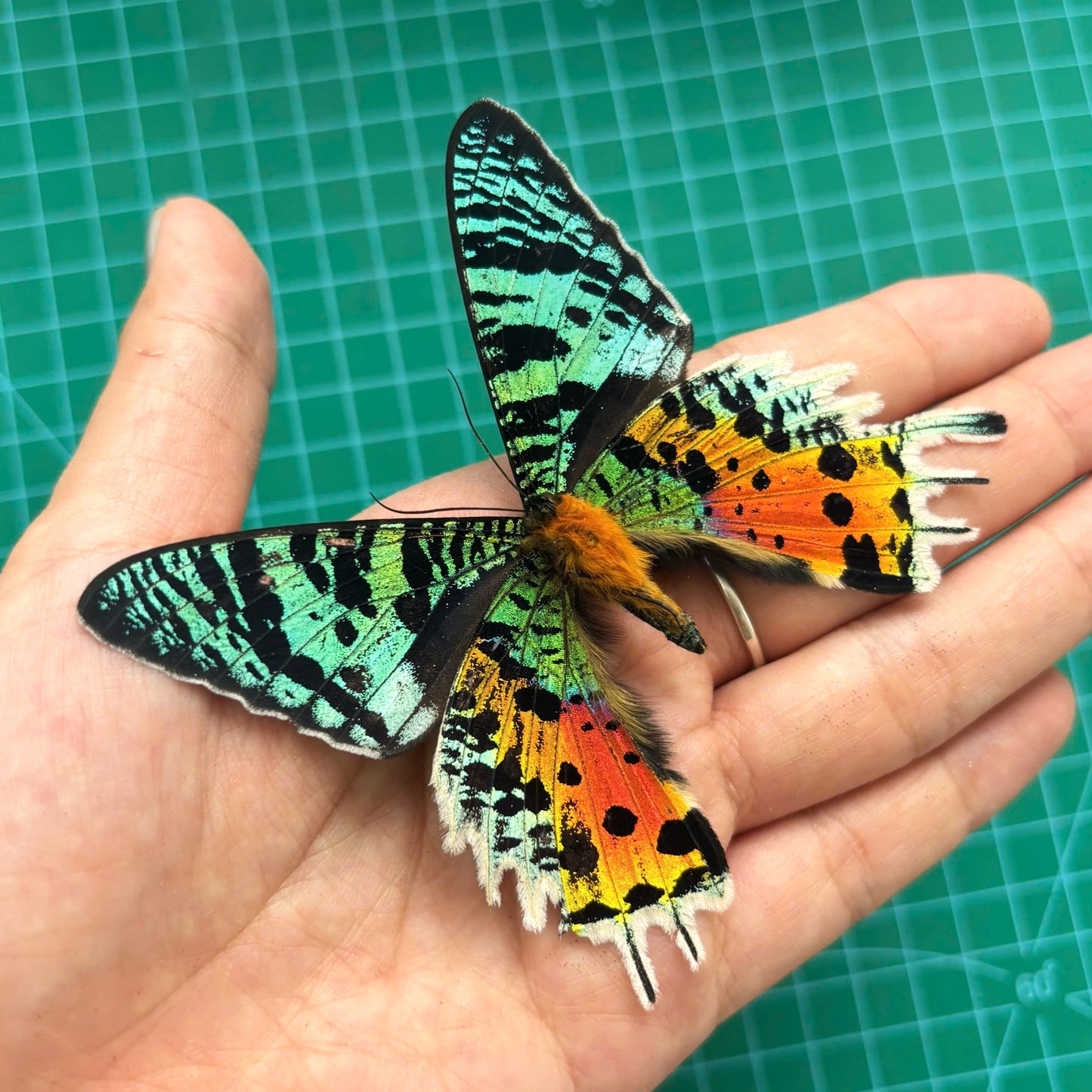 Real Sunset Moth Chrysiridia rhipheus Madagascar, Moth Taxidermy Open wings, Insect Entomology Display, Décor