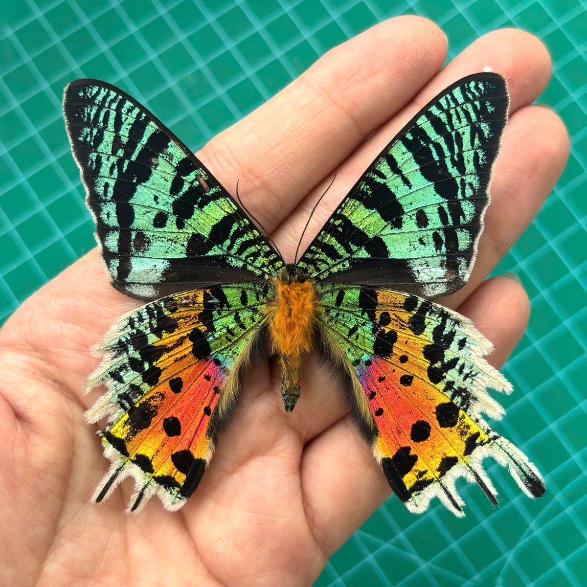 Real Sunset Moth Chrysiridia rhipheus Madagascar, Moth Taxidermy Open wings, Insect Entomology Display, Décor