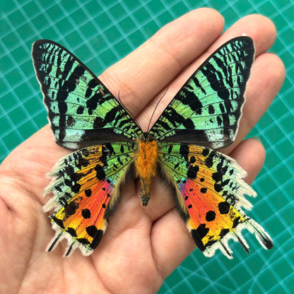Real Sunset Moth Chrysiridia rhipheus Madagascar, Moth Taxidermy Open wings, Insect Entomology Display, Décor