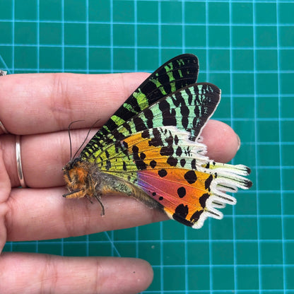 Real Sunset Moth Chrysiridia rhipheus Madagascar, Moth Taxidermy Open wings, Insect Entomology Display, Décor
