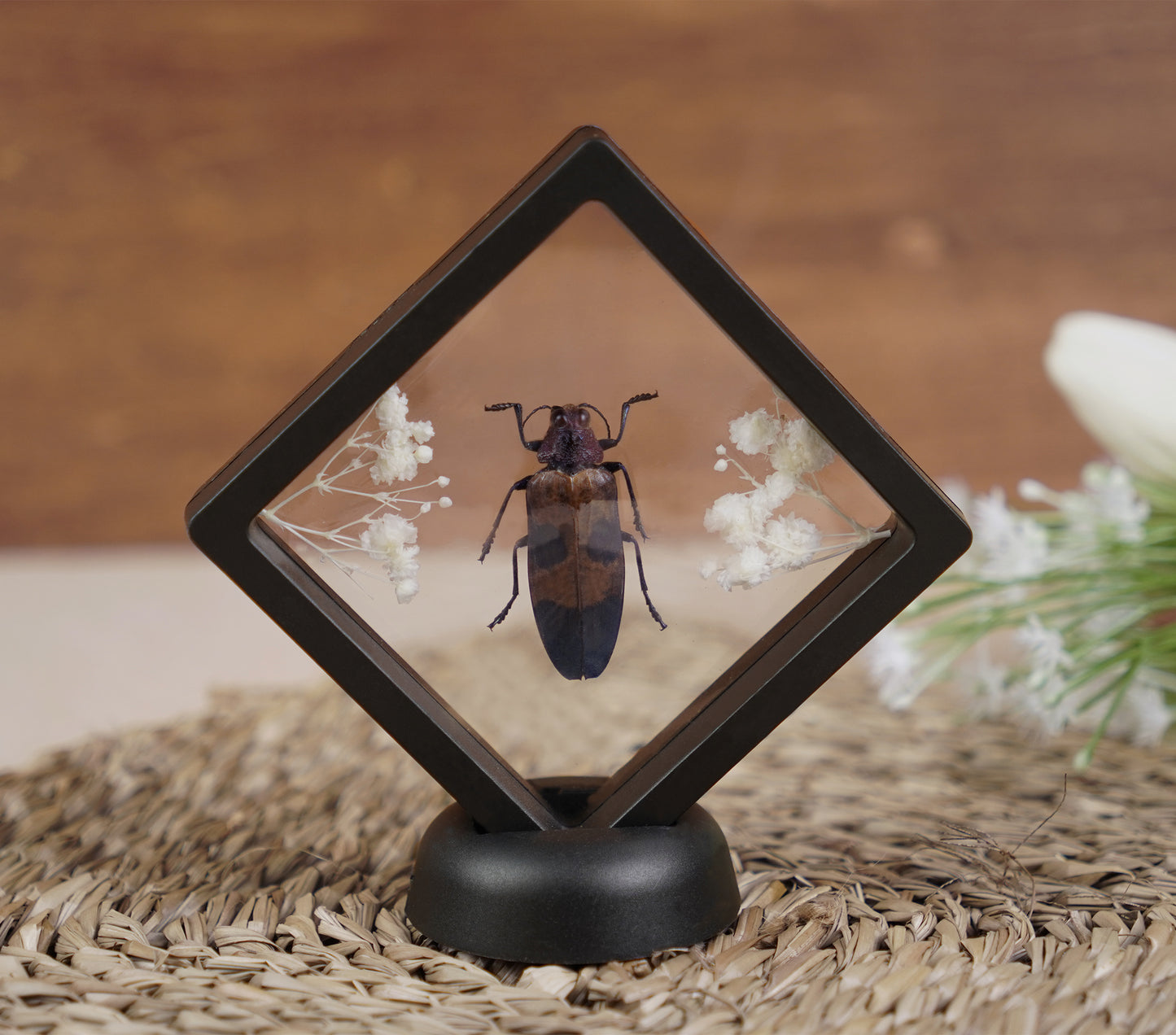 Entomology Decor Butterfly Art Frame Insect
