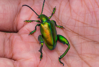 Real Frog-legged Beetle Specimen, Insect Bug Taxidermy, Insect Entomology Display, Décor