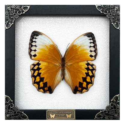 Real Butterfly Stichopthalma Wooden Frame Dried Insect Specimens K16-02-TR