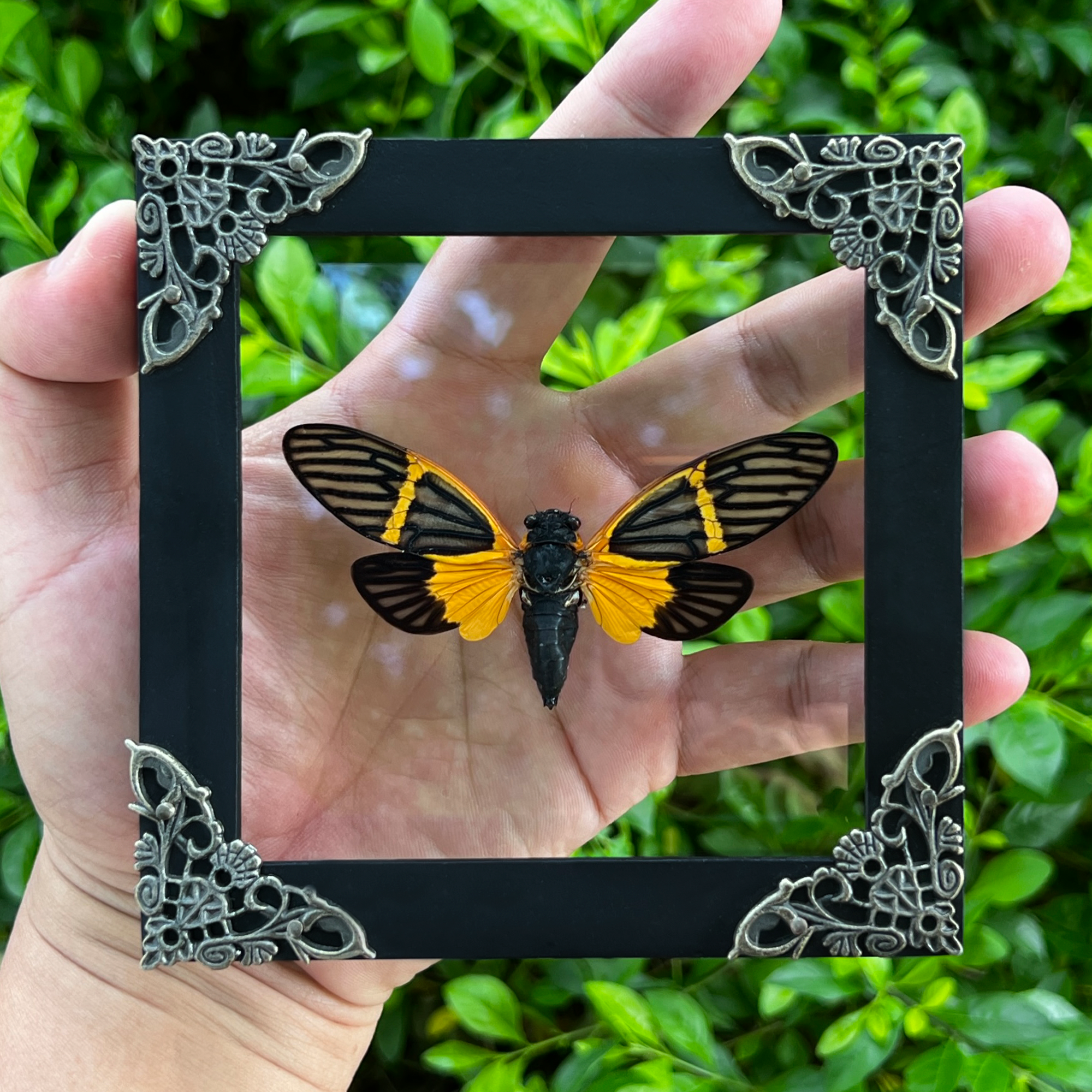 Real Framed Yellow Wings Butterfly Cicada Black Frame Gothic Home Decor K12-80-KINH