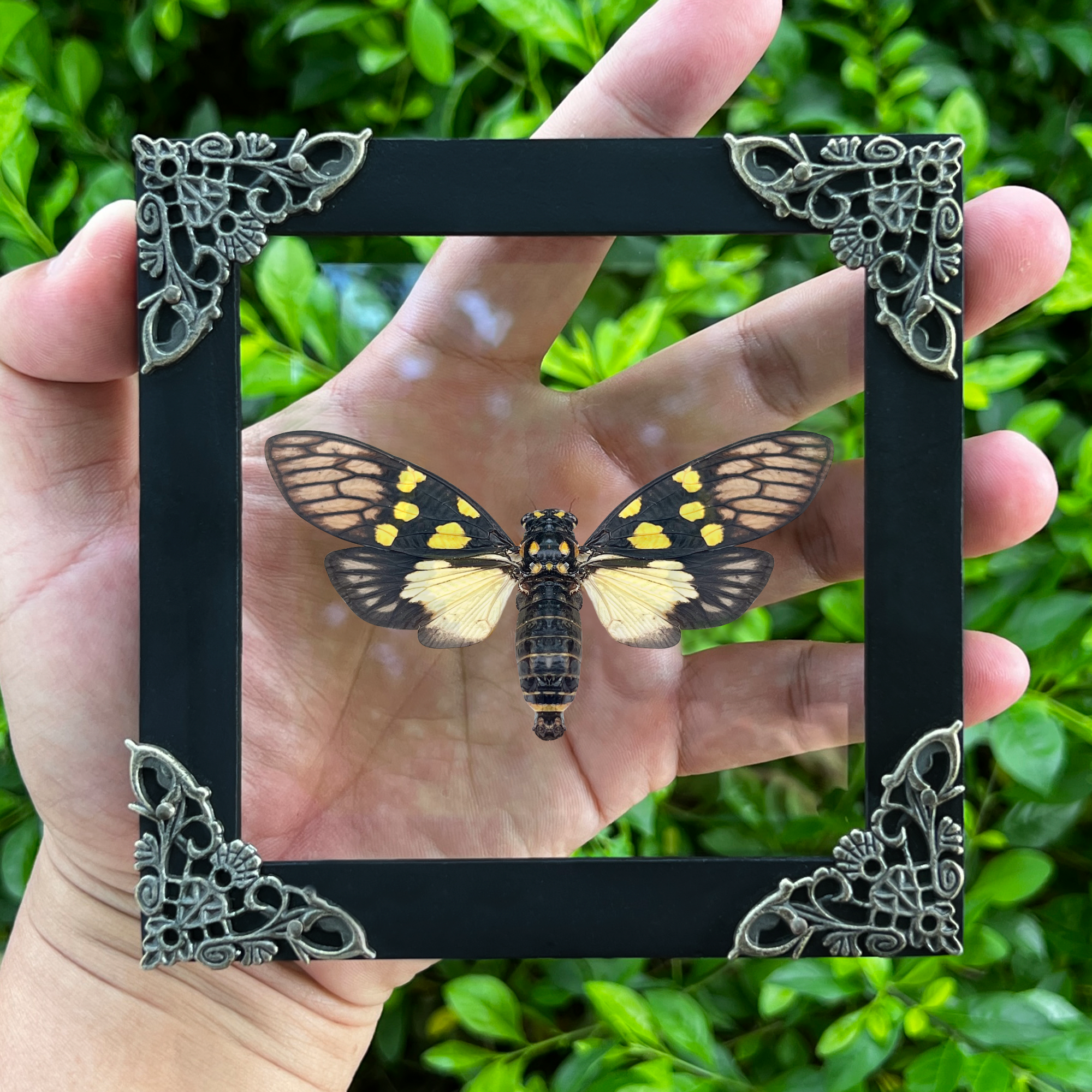 Real Cicadas Framed Oddity And Curiosity Decor Taxidermy Butterfly Dried Beetle Home Decor K12-79-KINH