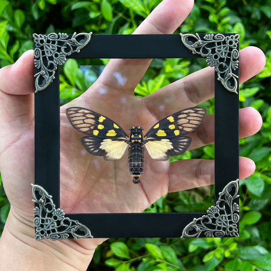 Real Cicadas Framed Oddity And Curiosity Decor Butterfly Dried Beetle Home Decor K12-79-KINH