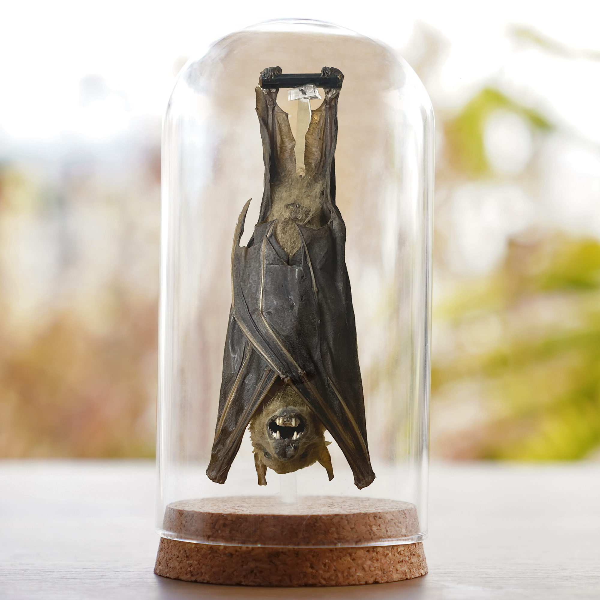 Real Bat Hanging Preserved Specimen DOME8.16-102