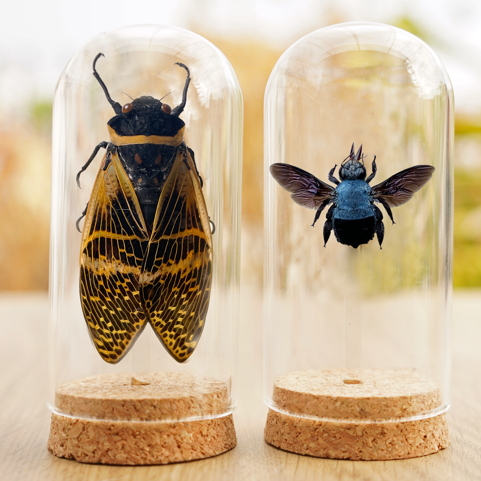 2 Taxidermy Cicada and Blue Carpenter Bee Glass Dome Preserved Dried Insect Beetle Gothic Decor DOME5.10-50.61
