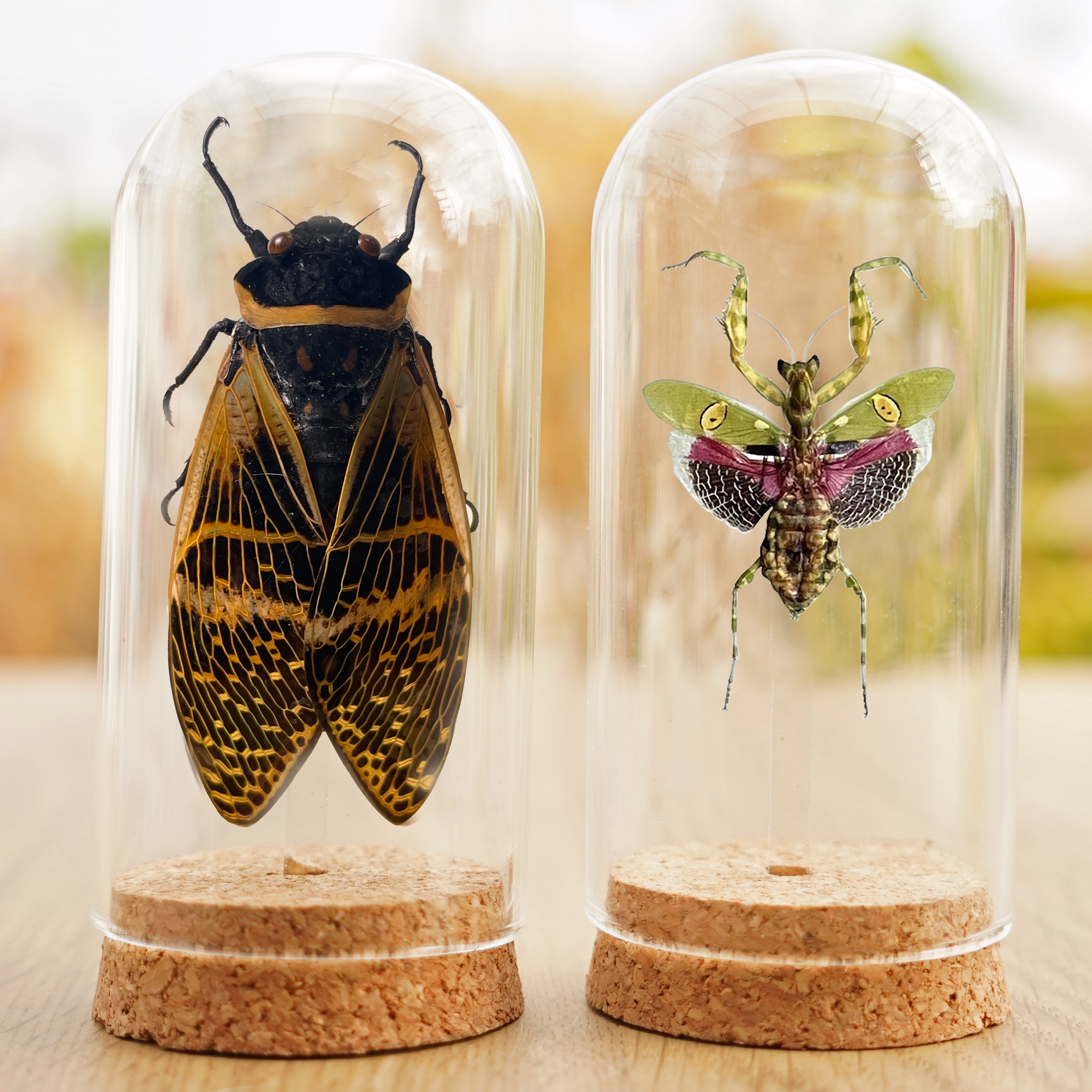 Taxidermy Cicada and Mantis Glass Dome Preserved Dried Insect Beetle Gothic Decor DOME5.10-50.62