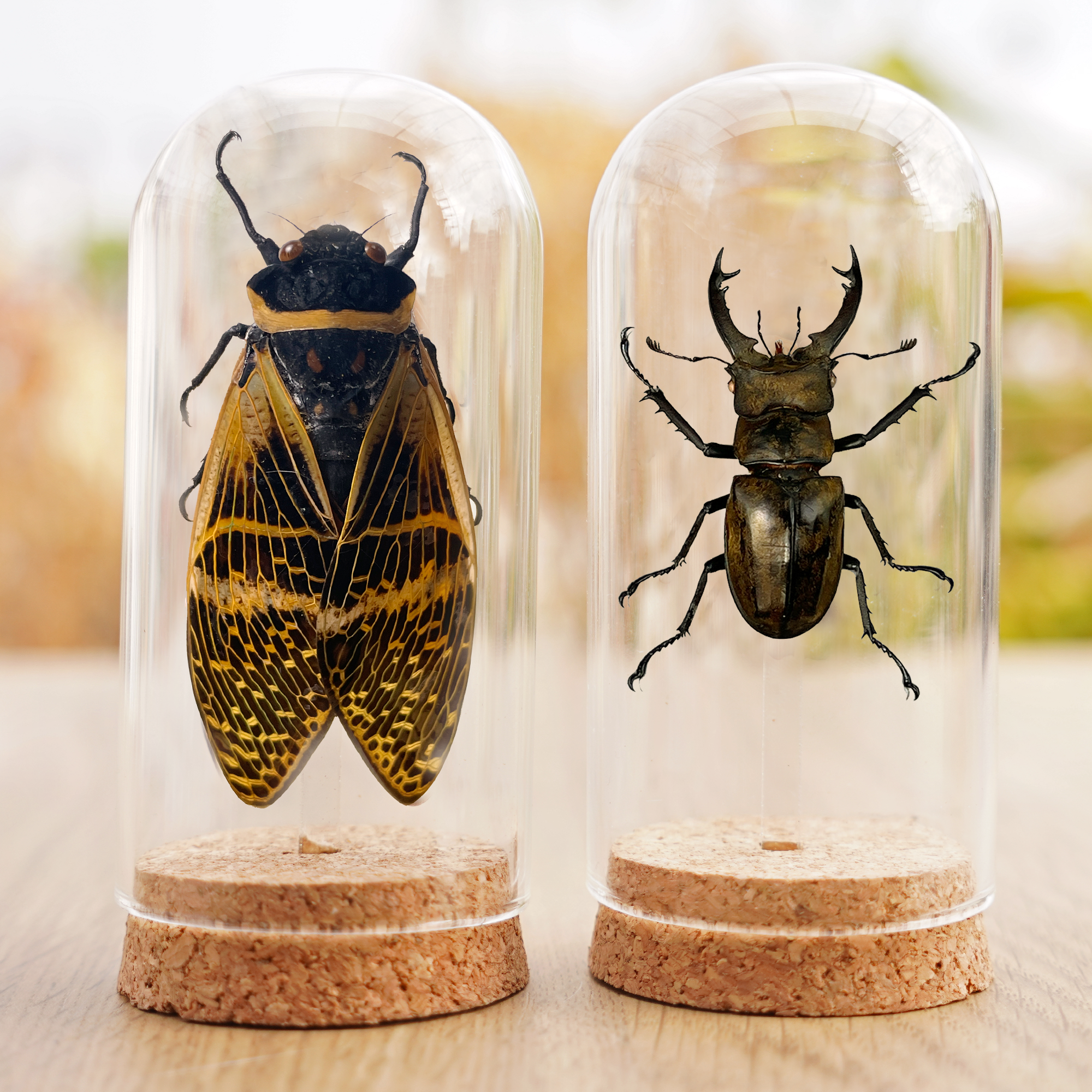 Taxidermy Cicada and Beetle Glass Dome Preserved Dried Insect Beetle Gothic Decor DOME5.10-50.57