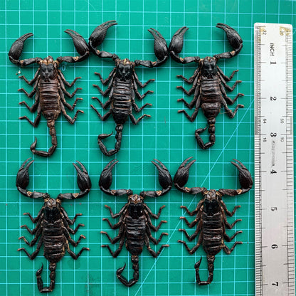 6 Real Scorpion 4” Insect Bug Entomology Specimen Oddity SCOR12X6